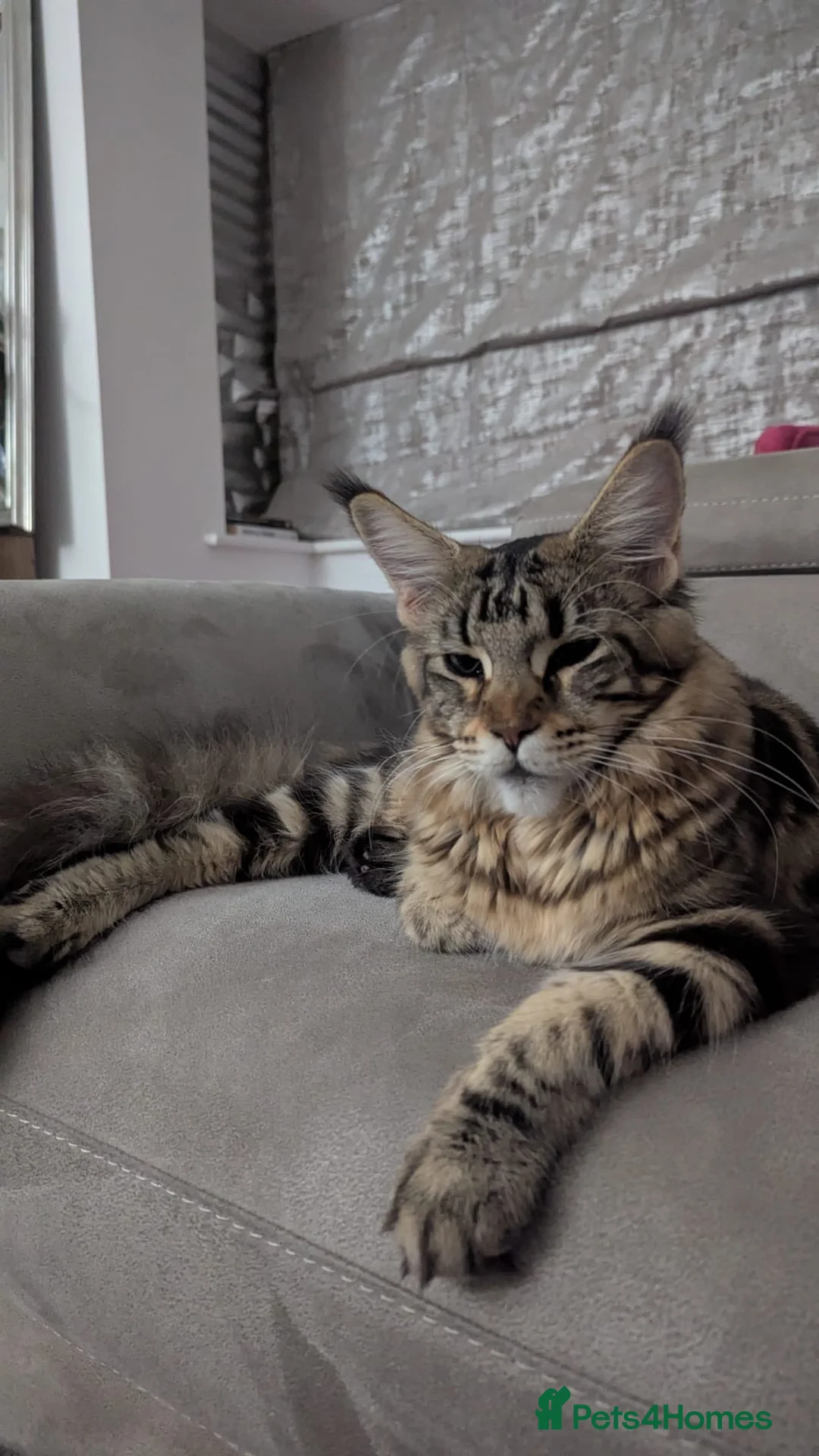 Maine Coon cats for sale: Maine coon kittens for sale - Advert 1