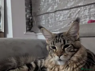 Maine Coon cats Maine coon kittens for sale - Advert 1
