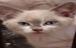 Ragdoll cats for sale: Ragdoll Cross - Advert 2