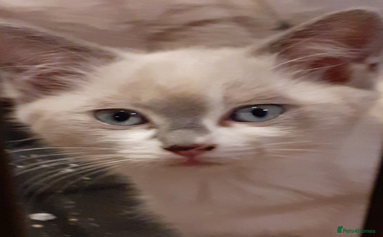 Ragdoll cats Ragdoll Cross - Advert 4