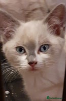 Ragdoll cats Ragdoll Cross - Advert 11