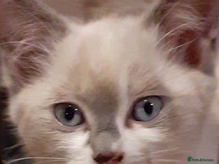 Ragdoll cats Ragdoll Cross - Advert 5