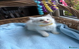 Ragdoll cats for sale: One gorgeous boy,  Luxury pedigree. - Image 6