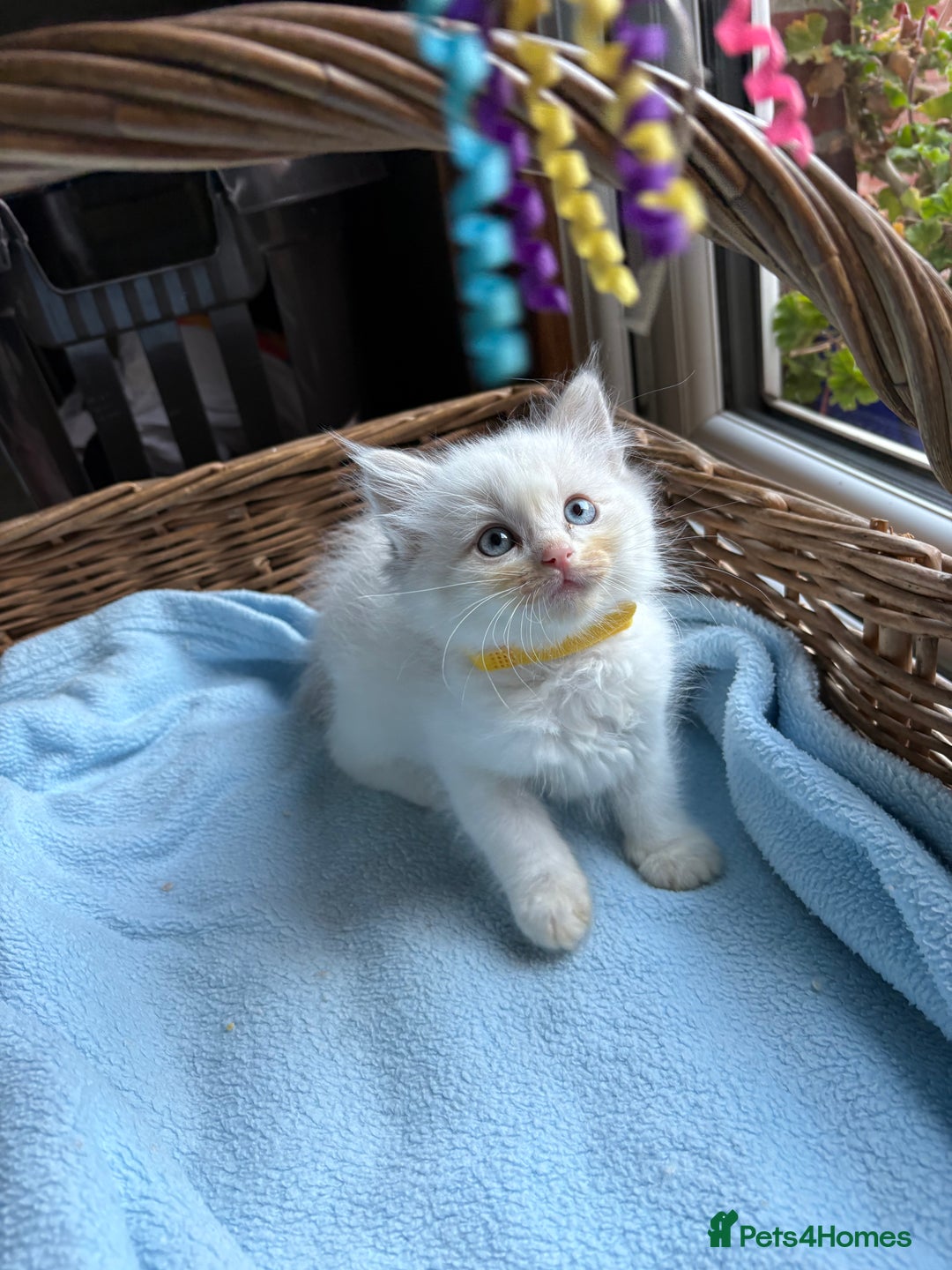 Ragdoll cats for sale: One gorgeous boy,  Luxury pedigree. - Image 6