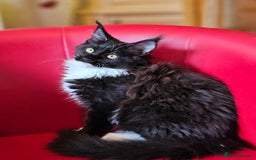 Maine Coon cats for sale: Pure breed Maine Coons Kittens  - Image 18
