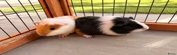 Guinea Pig rodents for sale: 2 male baby guinea pigs 6 weeks old - Advert 2