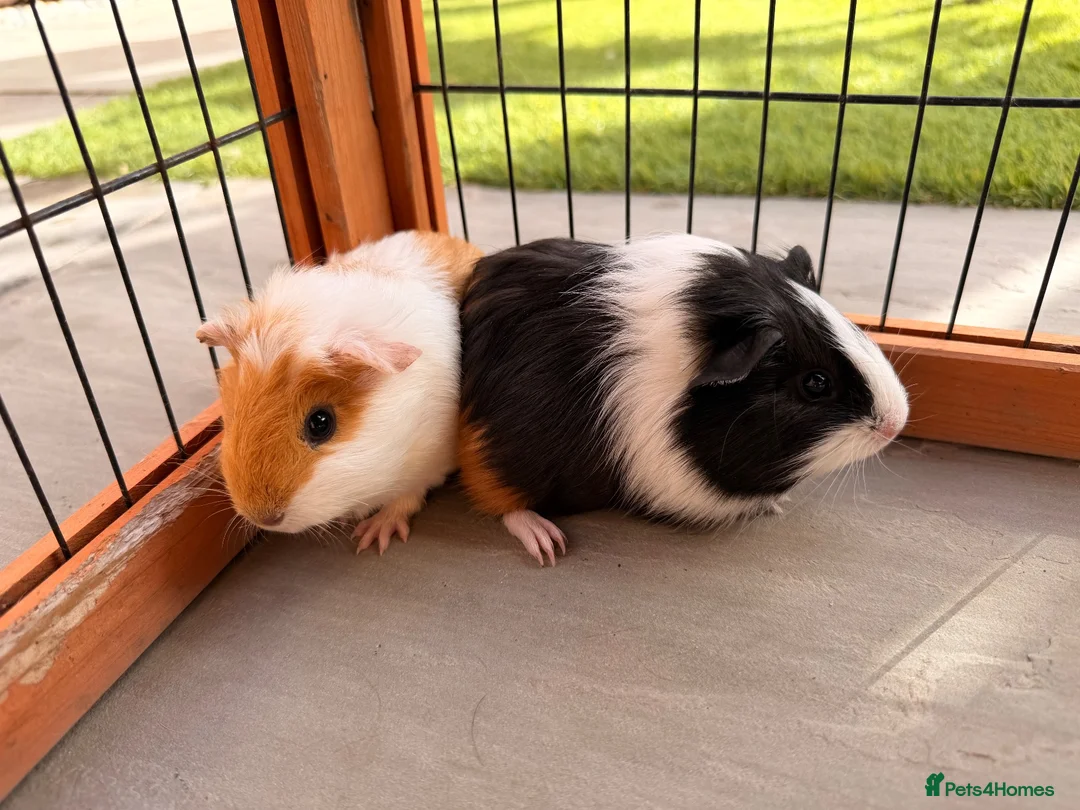 Guinea Pig rodents for sale: 2 male baby guinea pigs 6 weeks old - Advert 2
