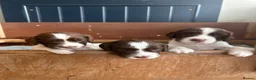 English Springer Spaniel dogs for sale: KC Springer Spaniels - Advert 3