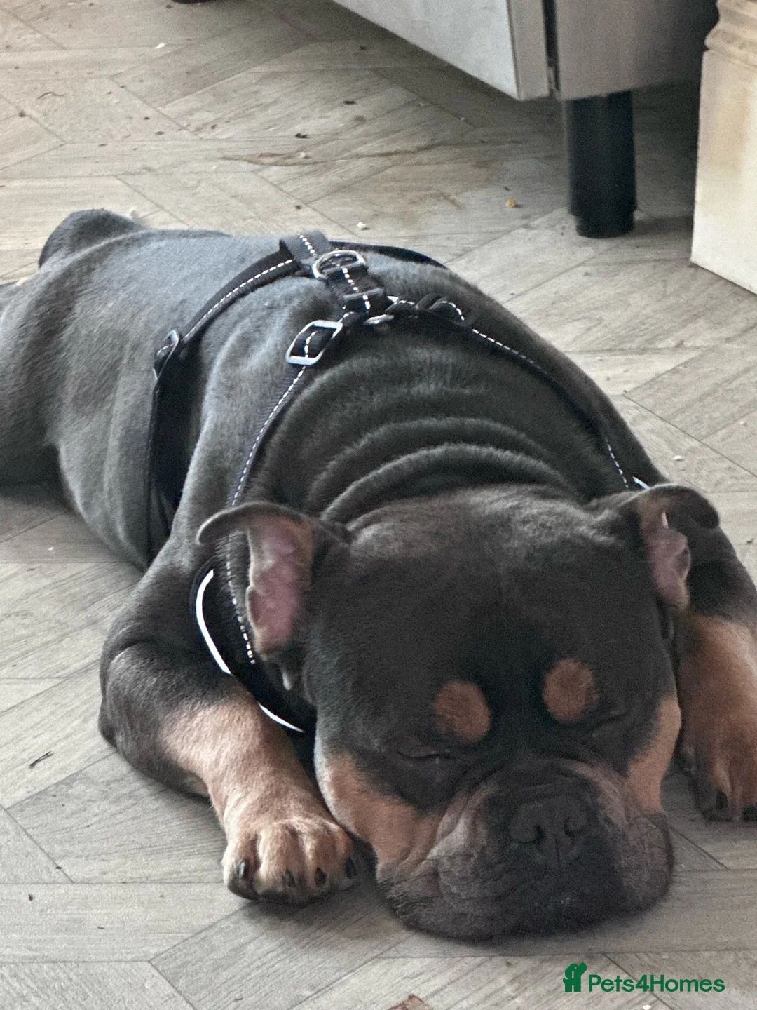 Mixed Breed dogs for sale: Meet blue in Normanton - Advert 2