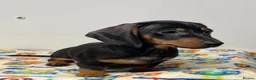 Miniature Dachshund dogs for sale: Dachshund puppy’s  - Advert 3