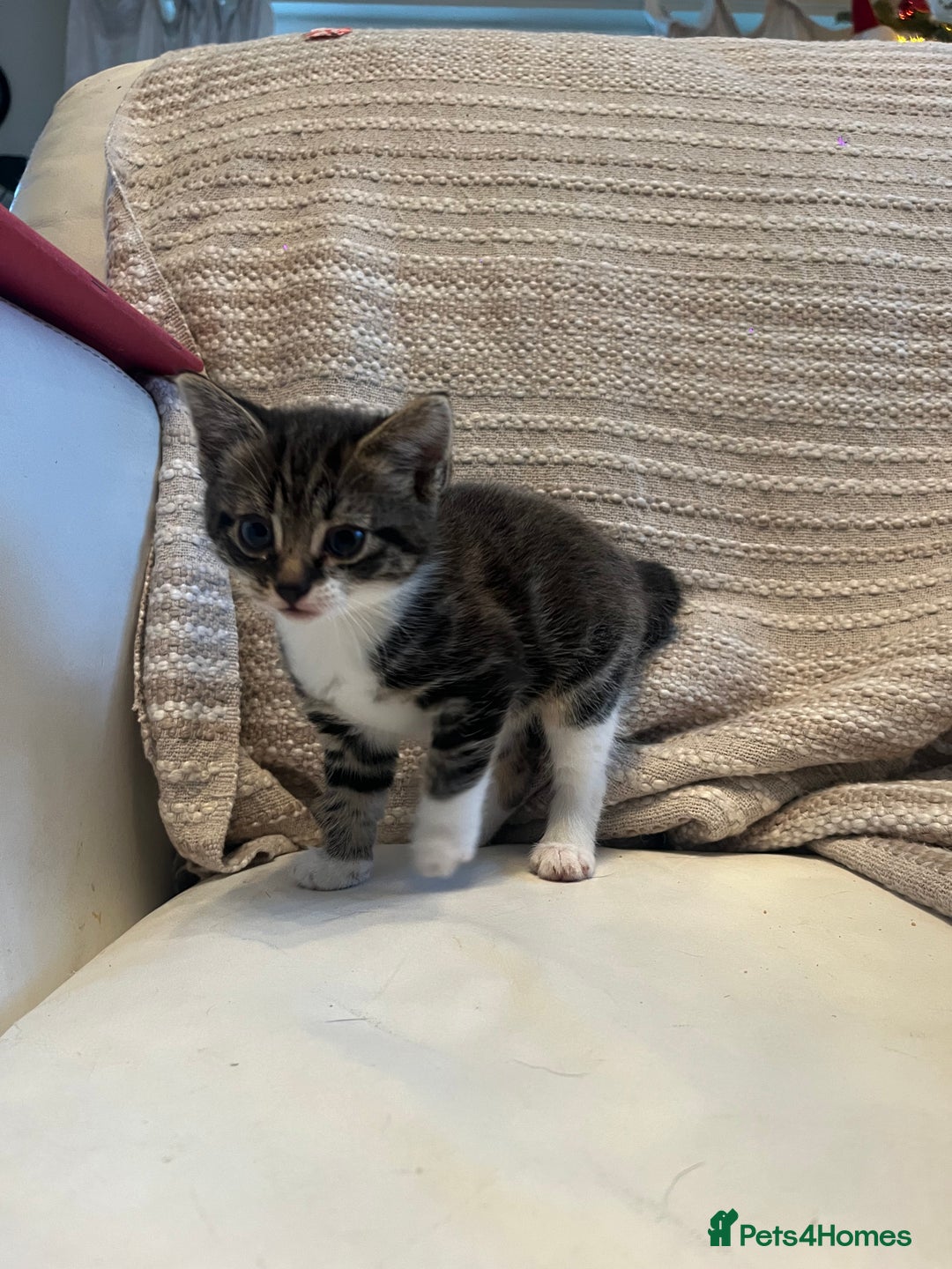 Mixed Breed cats for sale: 3 Beutiful babies  - Advert 18