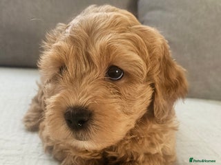 Mini Goldendoodle dogs - Advert 4