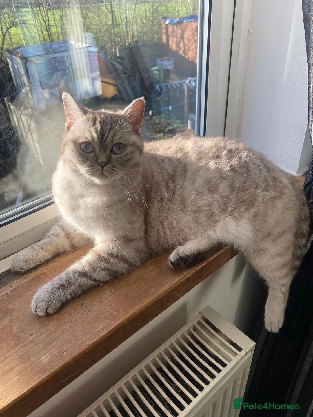 British Shorthair cats for sale: British Shorthair Kittens for Sale in Romford - Advert 3