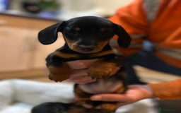 Miniature Dachshund dogs for sale: Stunning rainbow litter mini dachshunds - Advert 20