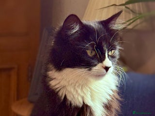 British Longhair cats Beautiful little kitten - Boy - Advert 6