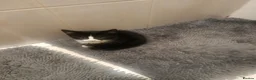 Mixed Breed cats for sale: Kittens looking for a lovely family 😻 in Leeds - Advert 4
