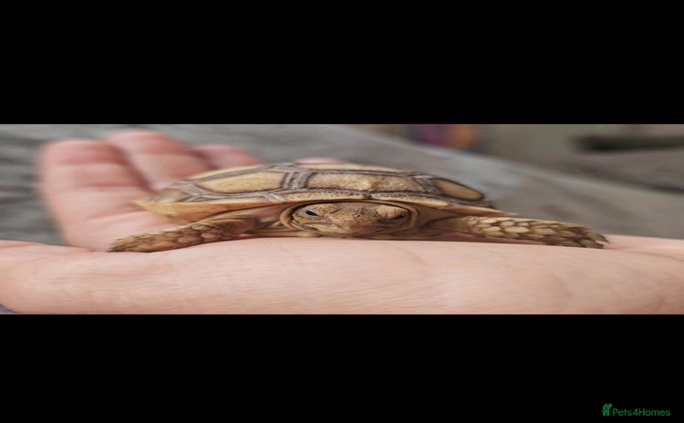 Tortoise reptiles - Advert 1
