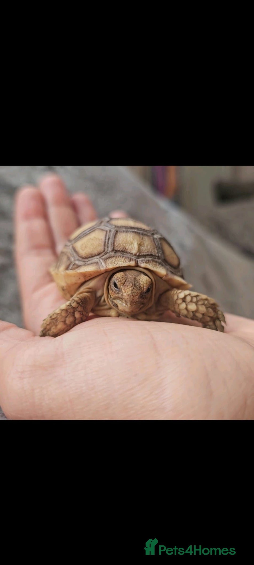 Tortoise reptiles for sale: Sulcata Tortoise  - Image 1