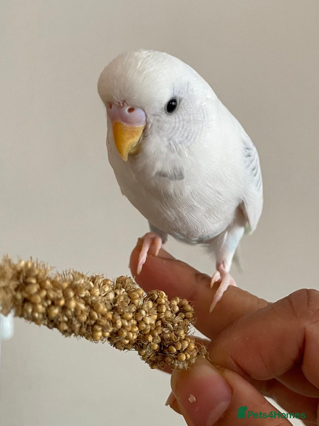 Budgerigars birds for sale: Budgie Pair (1 Male & 1 Female) with Cage – £120 - Advert 4