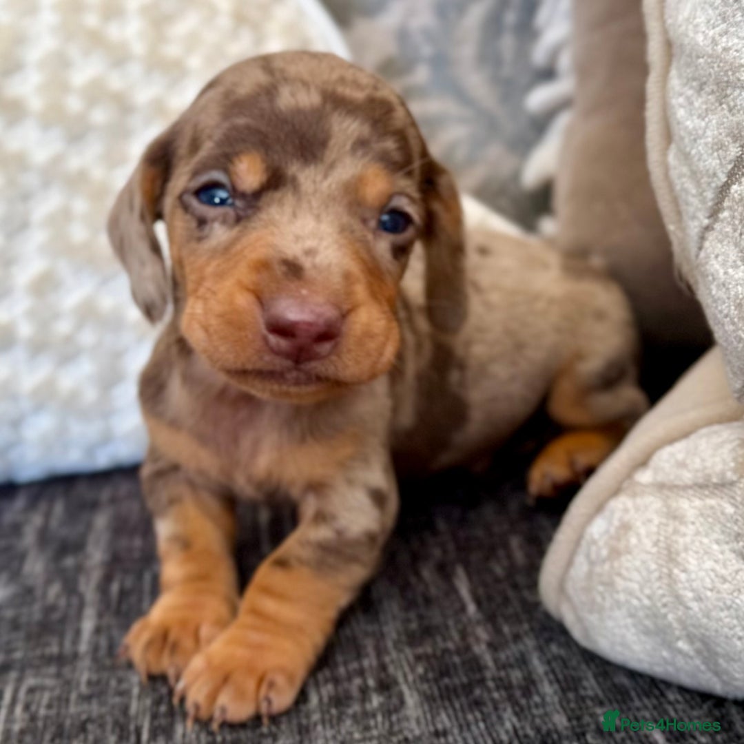 Miniature Dachshund dogs for sale: Miniature Dachshund Puppies LICENSED BREEDER - Image 12