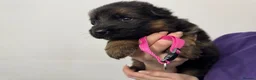 German Shepherd dogs for sale: LONG COATED GERMAN SHEPHERD GIRL  - Advert 11
