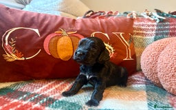 Cocker Spaniel dogs for sale: Beautiful Show Type Cocker Spaniel Puppies - Image 13