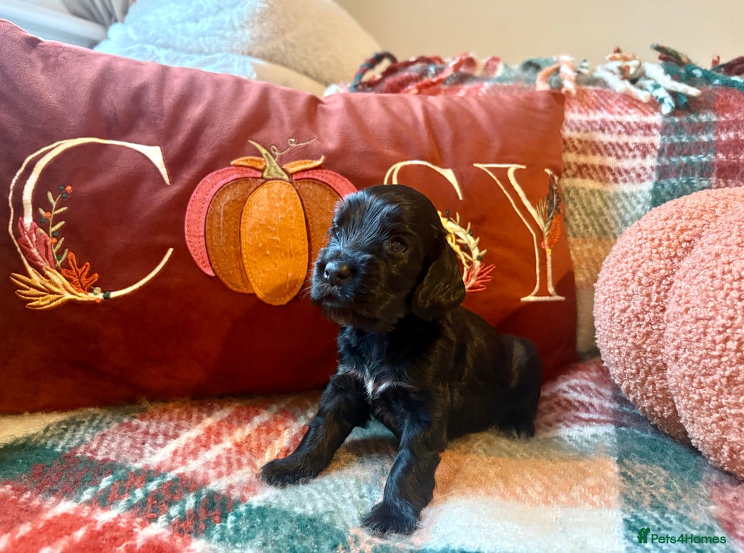 Cocker Spaniel dogs for sale: Beautiful Show Type Cocker Spaniel Puppies - Image 13