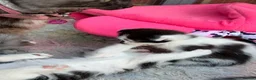 Mixed Breed cats for sale: Beautiful kittens for sale  - Advert 23