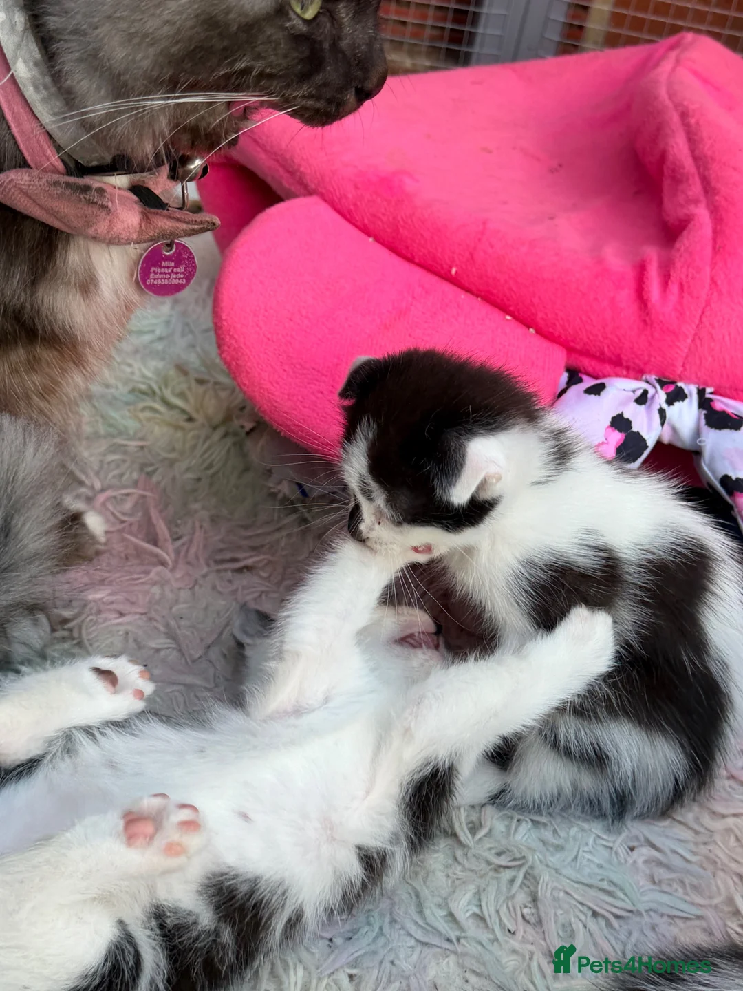 Mixed Breed cats for sale: Beautiful kittens for sale  - Advert 23