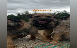 Border Terrier dogs for sale: 6 Beautiful border terrier pups - Image 7