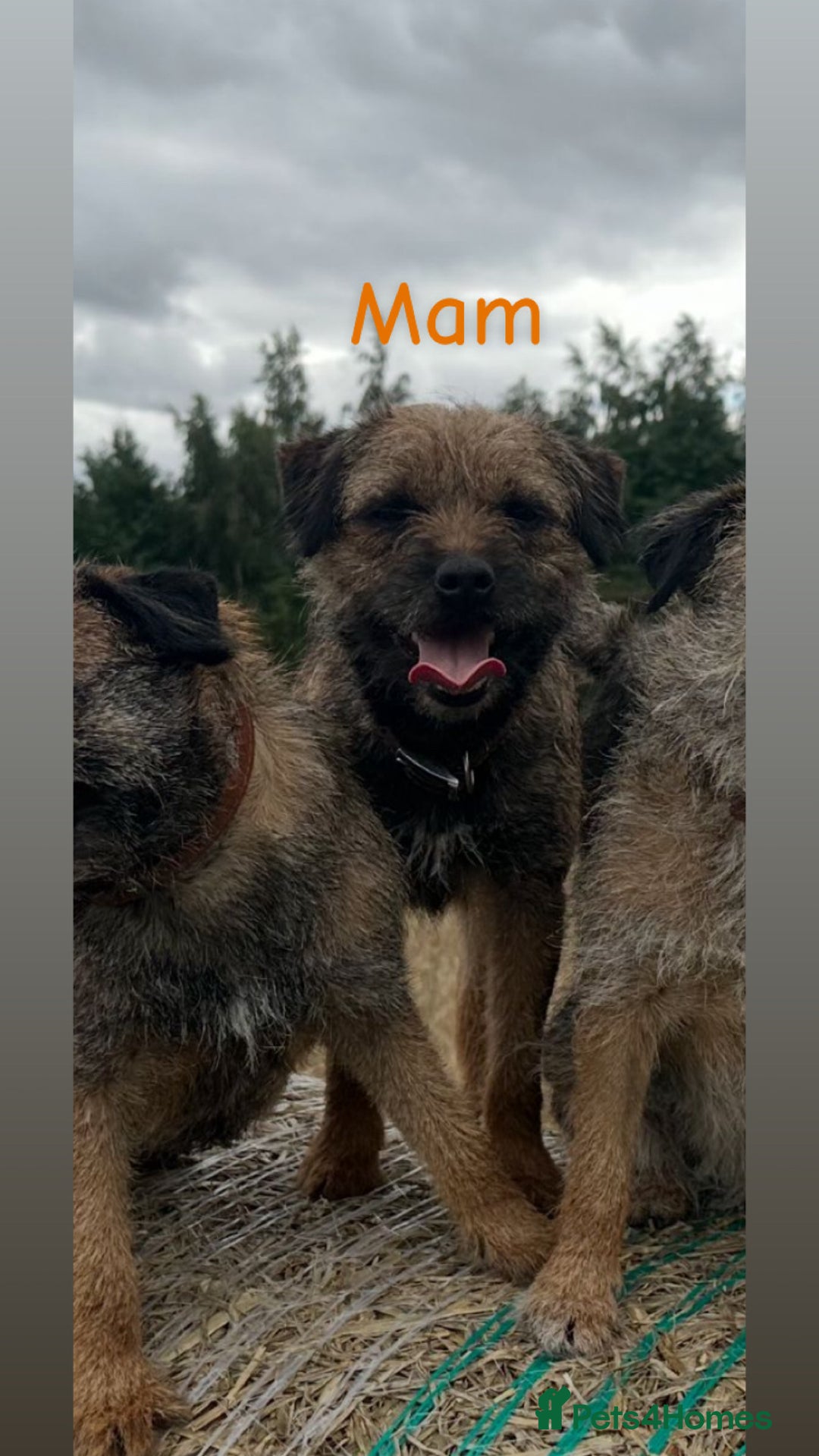 Border Terrier dogs for sale: 6 Beautiful border terrier pups - Image 7