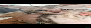 Bengal 6