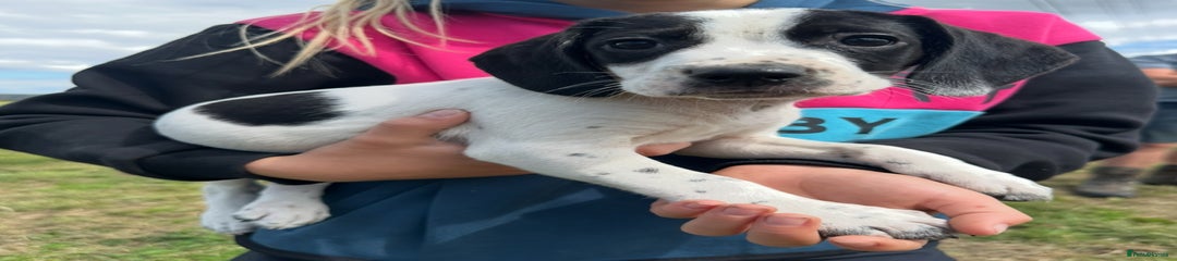Bocker Puppy 3