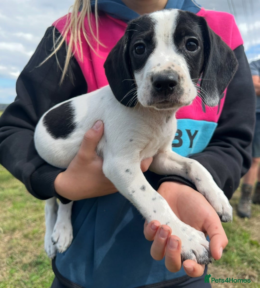 Bocker dogs for sale: Cocker Spaniel X Beagle - Image 6