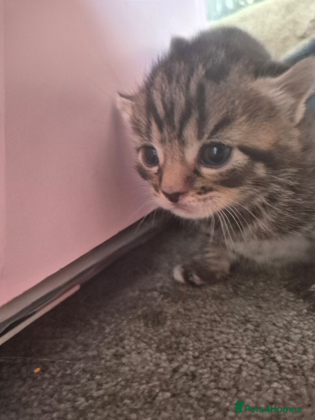 Mixed Breed cats for sale: Two Tabby Boys For Sale  - Image 3