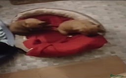 Mixed Breed dogs for sale: Terrier cross with jackrussle - Advert 5