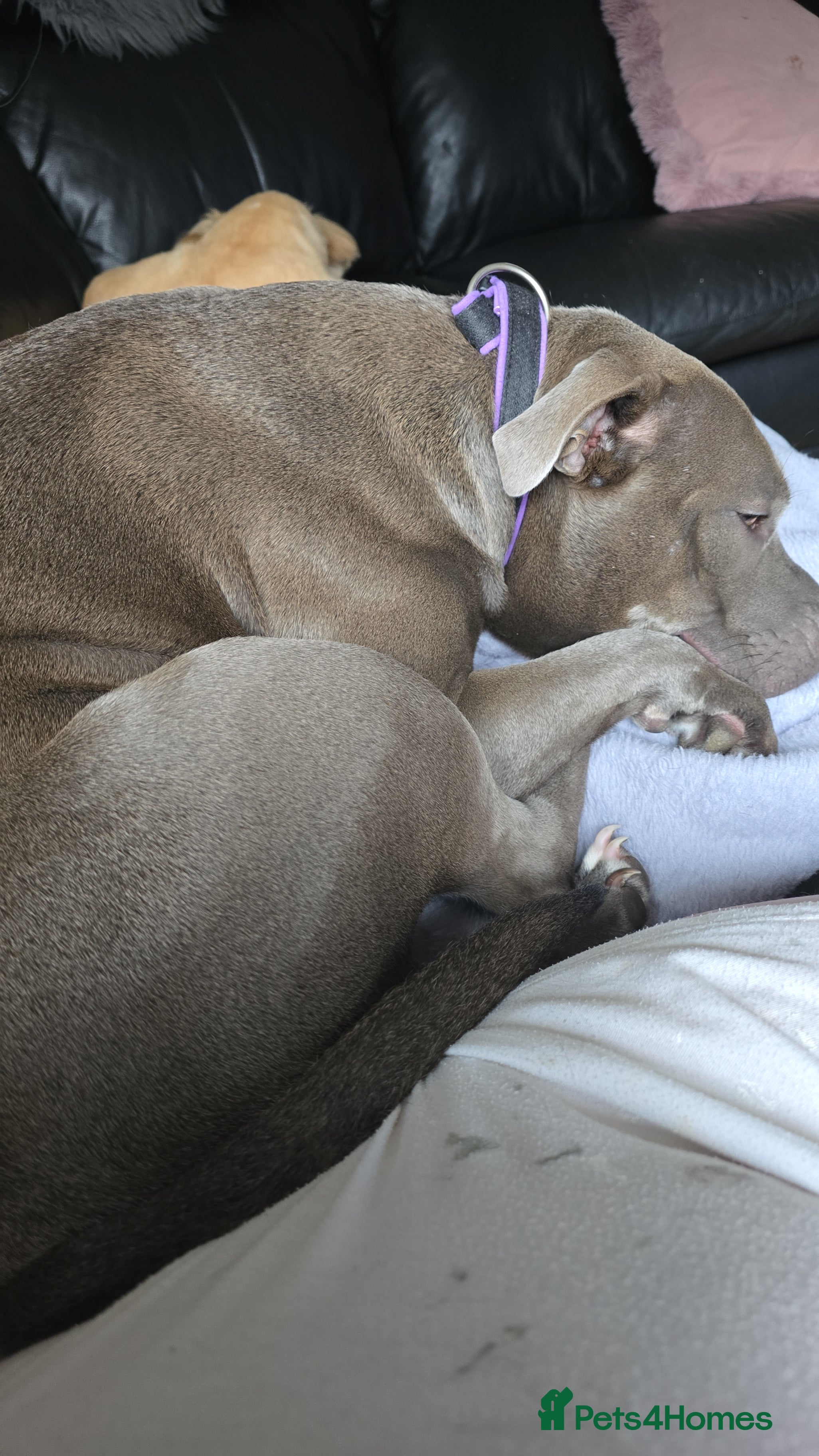 Mixed Breed dogs Staffordshire Bull Terrier x shitzhu - Advert 2