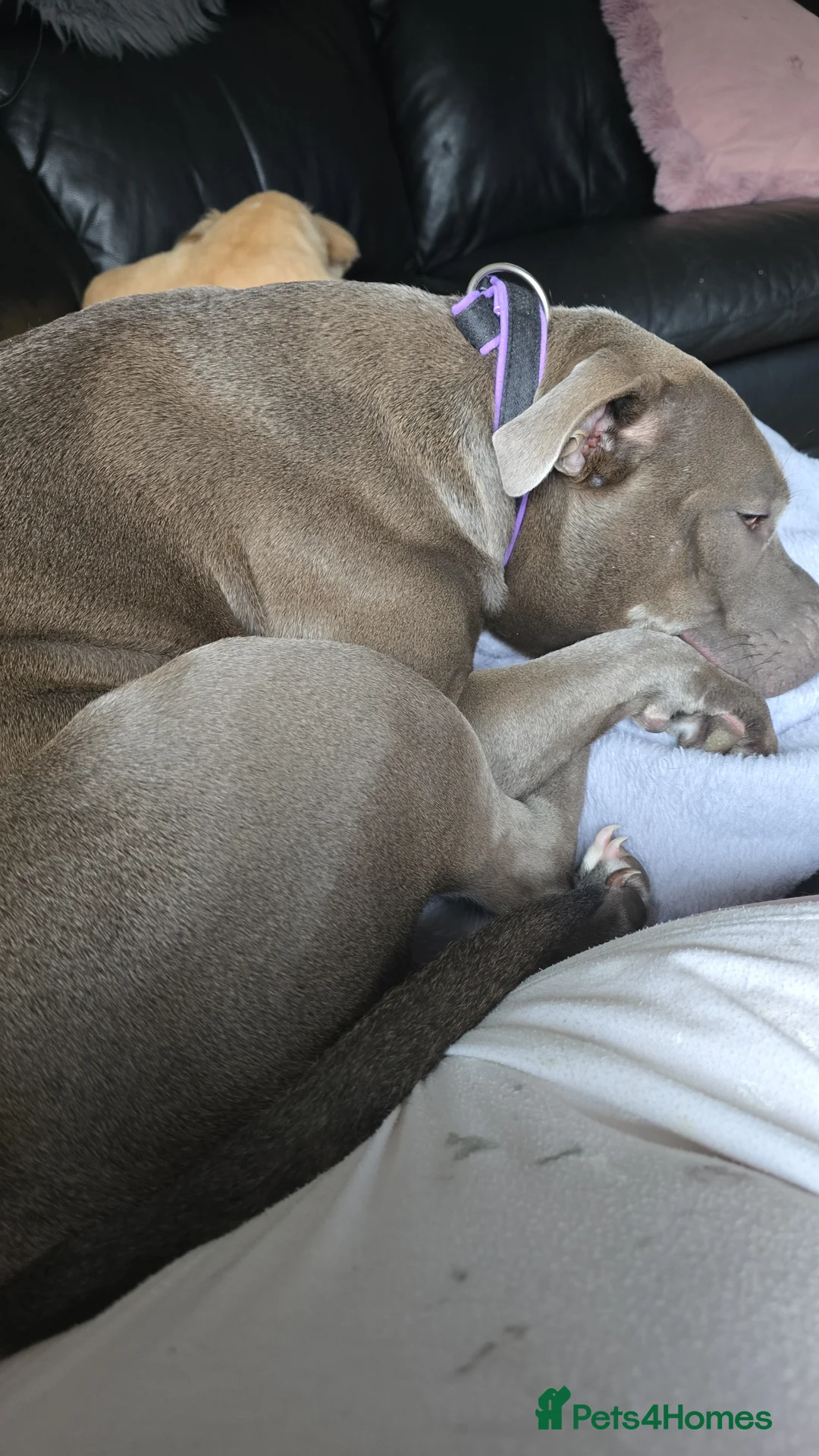 Mixed Breed dogs for sale: Staffordshire Bull Terrier x shitzhu - Advert 1