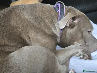 Mixed Breed dogs Staffordshire Bull Terrier x shitzhu - Advert 2