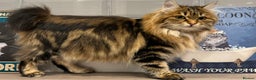 Kurilian Bobtail cats for sale: Young adult spayed Kurilian bobtail for 5* home - Advert 7