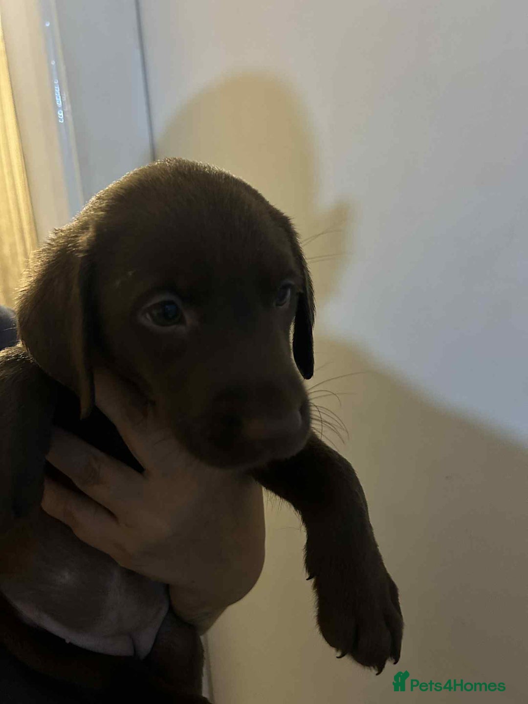 Labrador Retriever dogs for sale: Labrador puppies  - Image 5