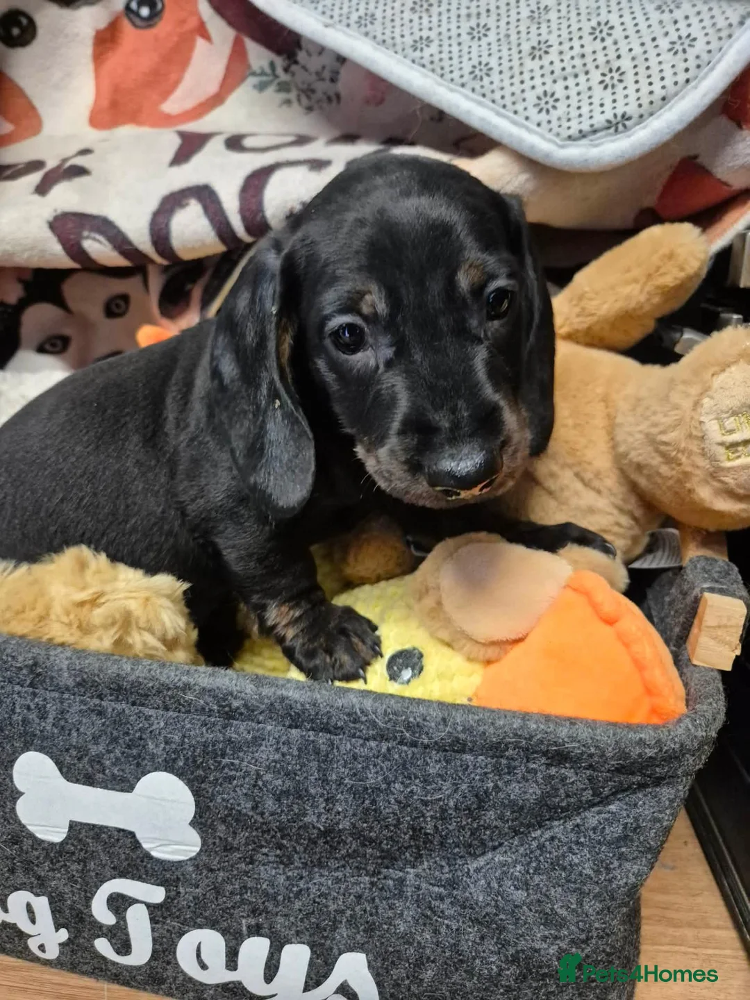 Dachshund dogs for sale: Dachshund puppies for sale - Advert 8
