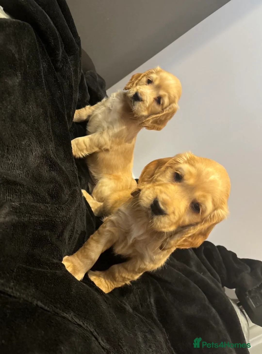 Cocker Spaniel dogs for sale: Cocker spaniel puppies  - Advert 5