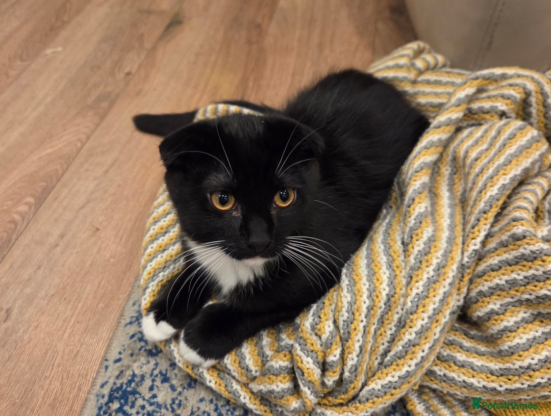 Mixed Breed cats for sale: Male kitten - Advert 1