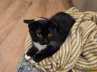 Mixed Breed cats Male kitten - Advert 1