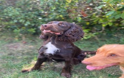Sprocker dogs for sale: 🤎 8 beautiful sprocker pups 🤎 - Image 1