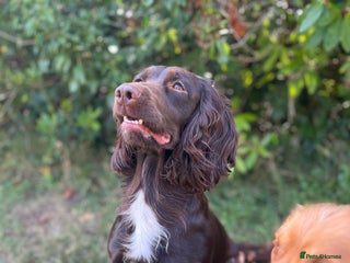 Sprocker dogs for sale: 🤎 8 beautiful sprocker pups 🤎 - Advert 1