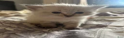 Mixed Breed cats for sale: Ragdoll Siberian Neva Masquerade Kittens - Advert 31