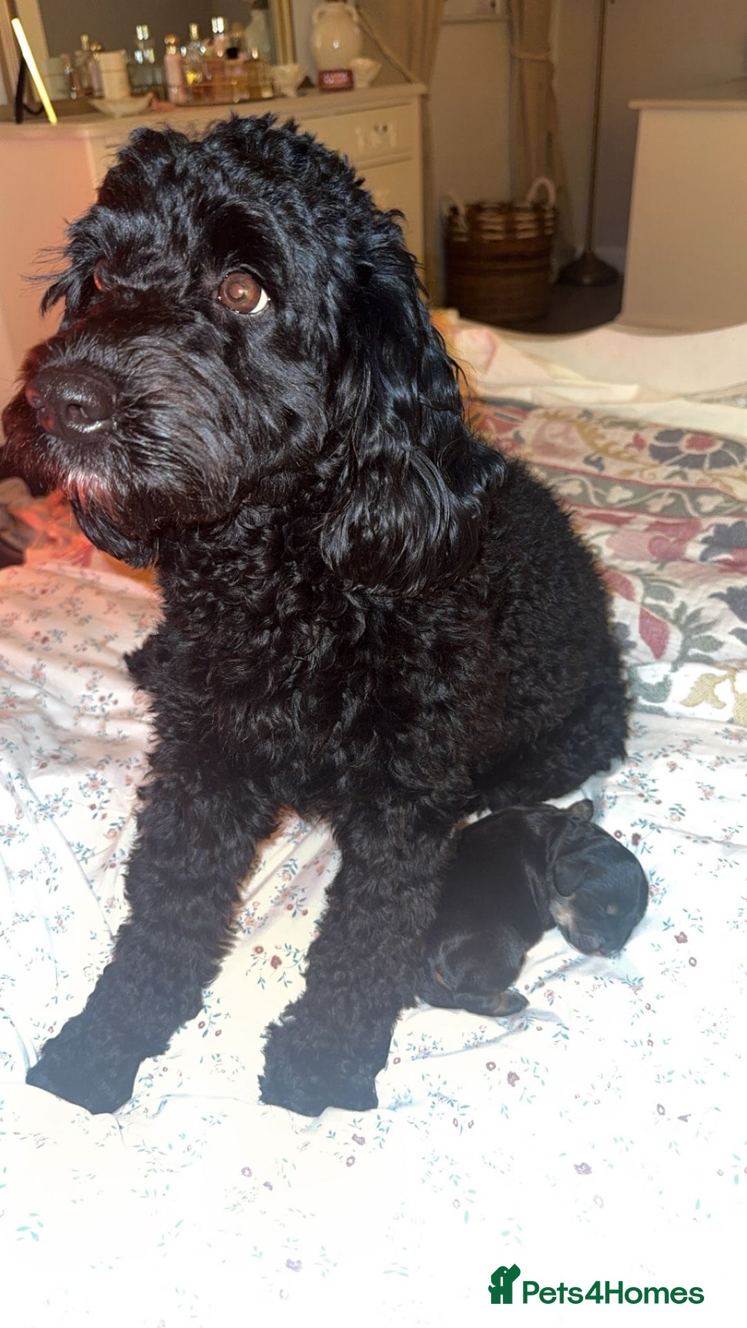 Cockapoo dogs for sale: CHAMPION COCKAPOO - Advert 17