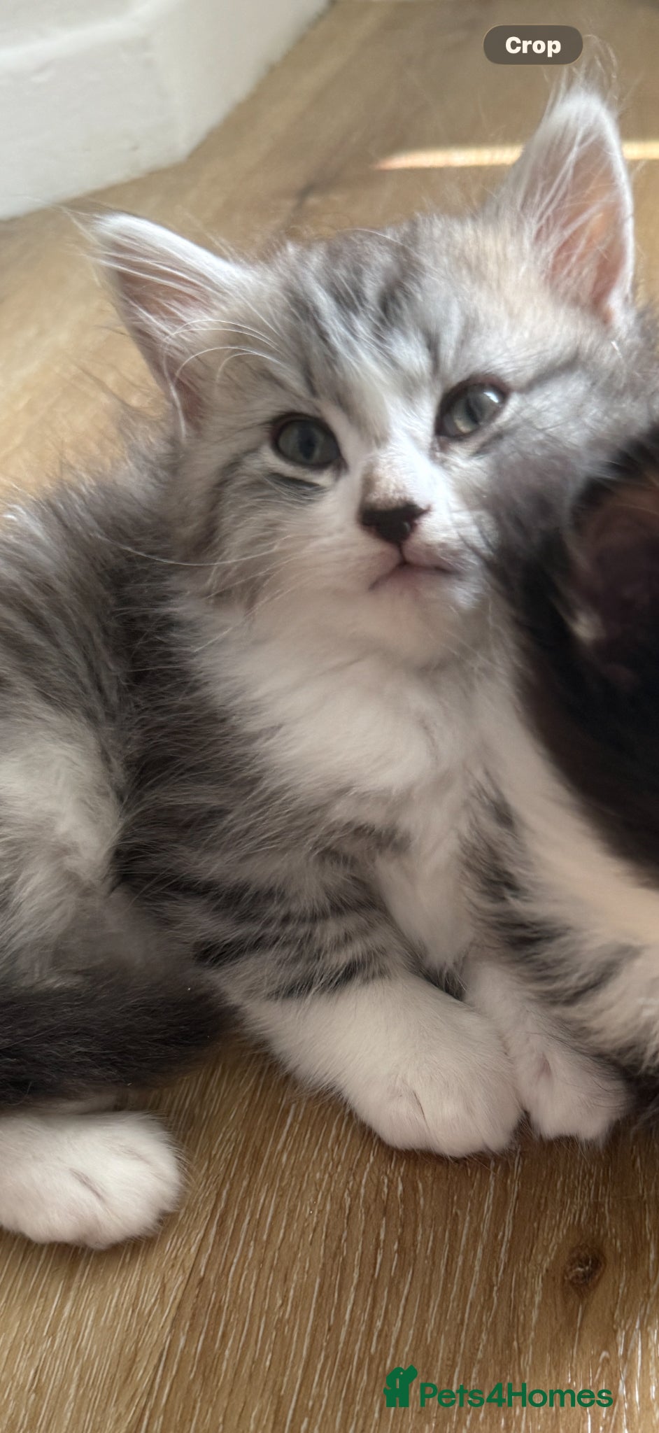 Mixed Breed cats Persian cross kittens! Ready now - Advert 10